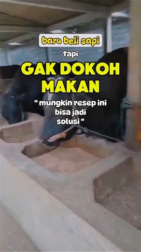 Baru beli sapi tapi gak dokoh makan, mungkin resep ini bisa jadi solusi.