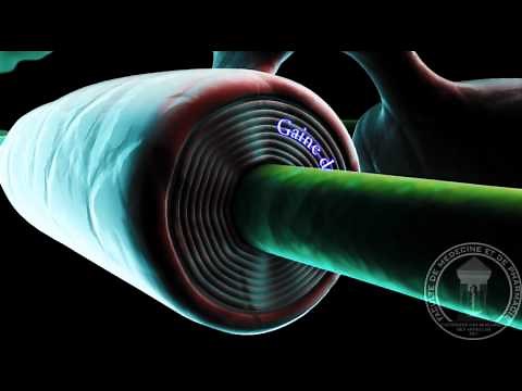 Physiology of the nervous system: Glial cells, gliocytes.
