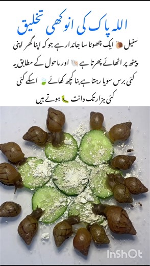 Amazing Snail facts #snail #naturefacts #nature #wildlife #shorts