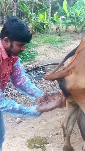 Fetal Mummification in a cow