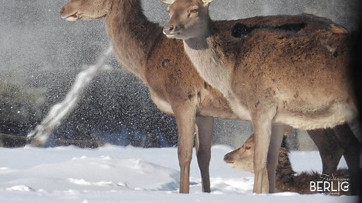 Comment reconnaître les traces d'animaux sauvages dans la neige ? Les explications en vidéo d'un conférencier-naturaliste