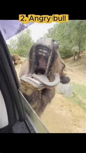 😂🔥🐧LOL with the TOP 5 FUNNIEST Animals on Internet