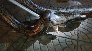 Massive 15ft python hiding under market stall in Thailand