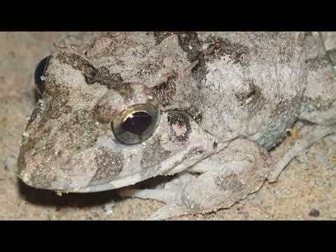 Frog Life 🐸 Amazing Frog Moments in Nature