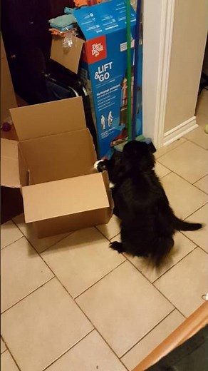 Female dog having sex with Female cat in heat