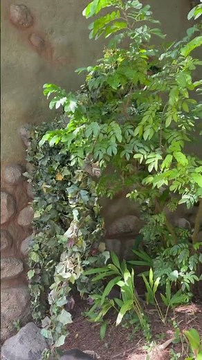 DiVine at Disney’s Animal Kingdom 🌿 | The Perfect Surprise on Our Way Out