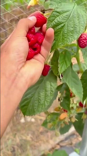 Hand picking ripe red raspberries from leafy garden branch