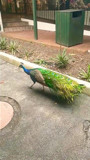 Beautiful Peacock at Flamingo Gardens, Florida 🦚 Must-See Wildlife!