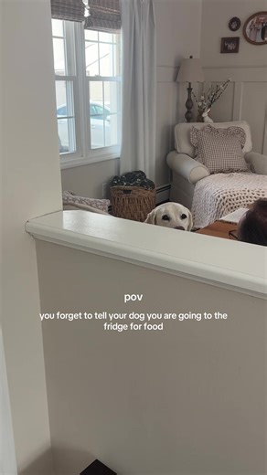 Apologizing to My Dog: A Hilarious POV