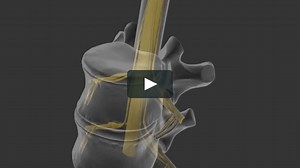 Vertebrae and Spinal Cord 3D Model