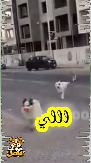 لو بتحب الضحك والمقاطع القصيرة، الفيديو ده معمول مخصوص ليك!🔥 لا تنسى:تعمل لايك 👍