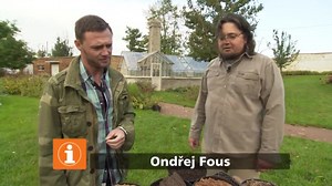 Pěstování levandule