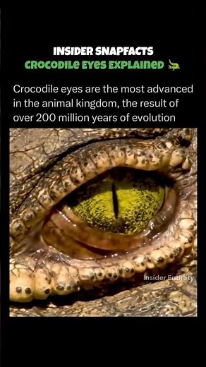 Crocodile Eyes: Nature’s Perfect Night Vision Hunters 🐊👀