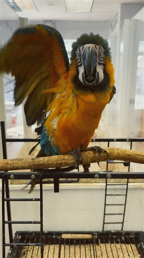 Amazing Blue N Gold Macaw #bluegoldmacaw #parrot #birds #talkingparot #pets