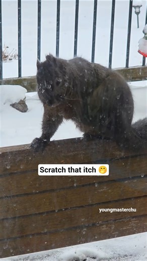 gotta scratch that itch! (Squirrel Teddy)