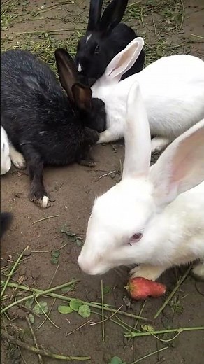 How to make Rabbits House || Building Rabbit house at home 2026