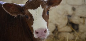 Why You Should Go Vegan