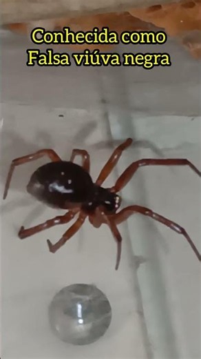 💫Known as the False widow #spider #nature #viral