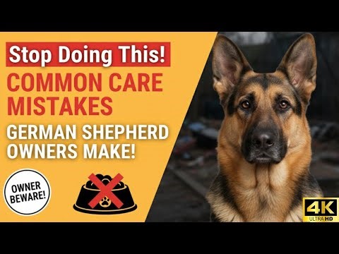 Stop Doing This! Common Care Mistakes German Shepherd Owners Make!