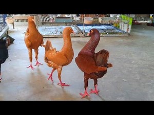 Maltese Pigeon | Beautiful Maltese Pigeon Breeds | Firoz Vai Pigeon Farm