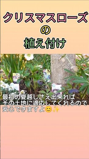クリスマスローズ植え付け、地植え#shorts #ガーデニング #園芸#クリスマスローズ#ウインターシンフォニー#堀切園#高正園