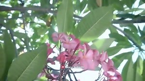 232K views · 587 reactions | KELAS BINTANG || FILM SEMI TERBAIK INDONESIA TANPA SENSOR | Podo moro | Facebook