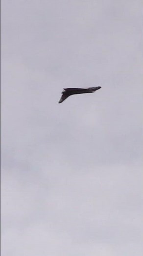 Close, Fast, and SUPER SCALE! Scratch Built F4D Skyray RC Jet