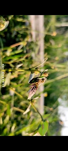 CINEMATIC VIDEO BY POCO F2 PRO #cinematichdjernih #cinematicvideo #fypage #CapCut #lapanganvoli