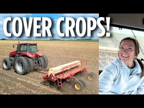 Drilling Rye + Turnips to Graze After Chopping Corn Silage In Southwest Minnesota