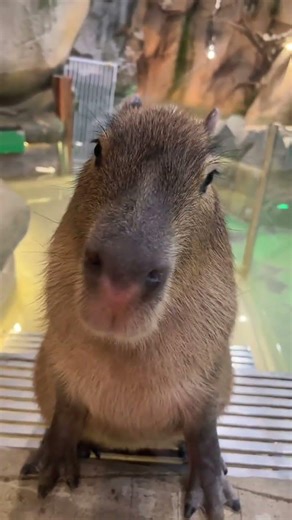 Tuntun's Big Day: Capybara Photo Shoot Adventure