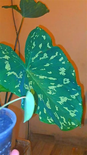 Cuidado y características de Peperomia Polybotrya