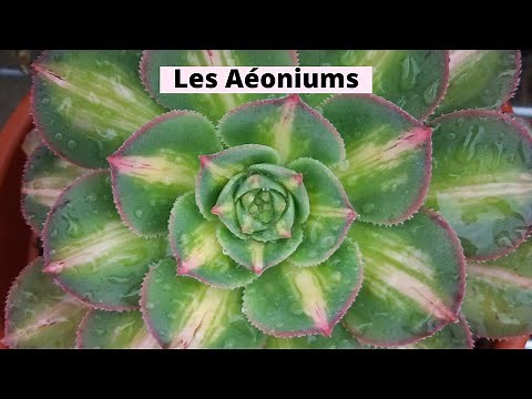 Culture et entretien des Aéoniums / Succulentes 😊