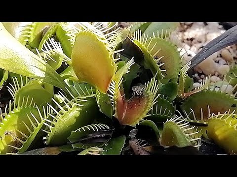 Venus Fly Trap In Action - Catching Fly