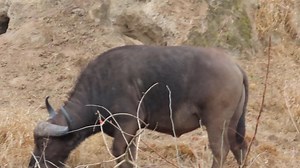 Buffalo herd grazing near a big hole #life #viral #wild #reels #wow #reelsfb #video #nature #epic #story #safari #trend #amazing #africa #wildlife #trending #canon #adventure #episodes #animals #AfricanBushKingdom | African Bush Kingdom