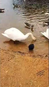 Large Swan vs Small Coot: unbelievable wild birds fight video