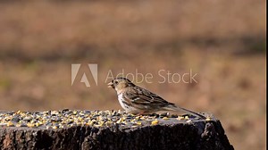 Harris's sparrow eating seeds on top of a large tree stump in late fall