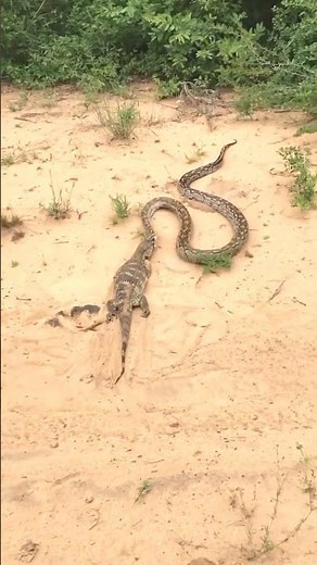 Python vs Monitor Lizard 😱🐍🦎