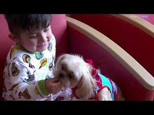 Therapy dog visits children at the hospital