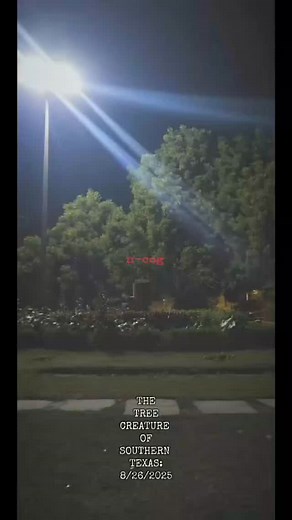 THE TREE CREATURE OF SOUTHERN TEXAS: (posted) 8/26/2025 WHAT APPEARS TO BE A MASSIVE TREE MONSTER WAS CAUGHT IN THE BACKYARD OF SOUTHERN TEXAS. THIS ALIEN LIKE CREATURE LOOKED LIKE A BUSH AT FIRST GLANCE. SOME HAVE CALLED IT AN "AMBUSH ALIEN" BECAUSE OF ITS WAY OF BLENDING IN WITH ITS ENVIRONMENT! THOUGHTS? Aug 26, 2025 | Cetinbozkurt865