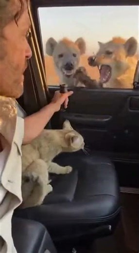 Wild Cat Jumps in My Car to Escape! (Wait for End) #Shorts