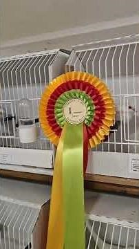 XXII. Pannónia kupa gyémántgerlék