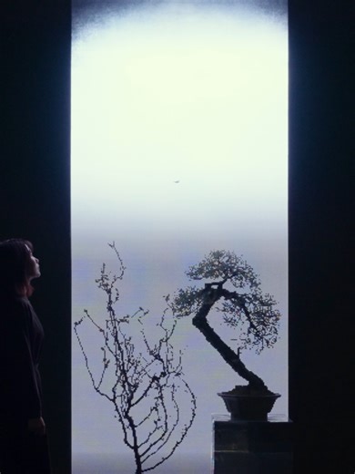 Exploring TeamLab Biovortex Kyoto Exhibition