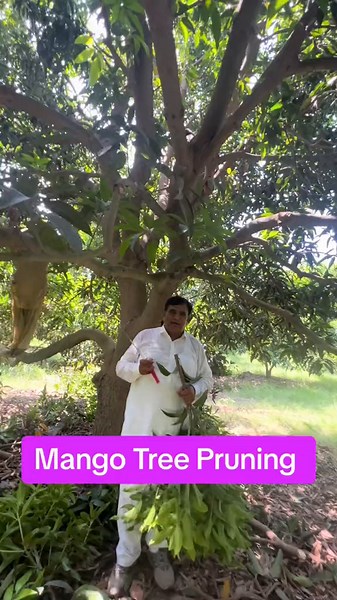 Optimizing Mango Tree Pruning for Quality Fruits