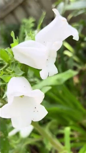 Stunning Bell Flowers in My Garden, Beautiful Garden Blooms #bellflower #bellaparadisegardens #plant