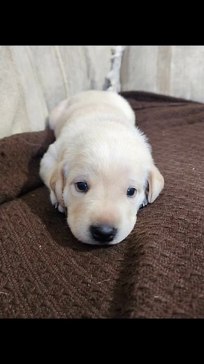 #yellowlabpuppies #yellowlabs #yellowlab #yellowlabpuppy #yellowlabrador #puppy #akc #poweredbyinukshukdogfood #workingdog #scentdetectiondog #detectiondogs #huntingdog | Big Water Dreams Retrievers