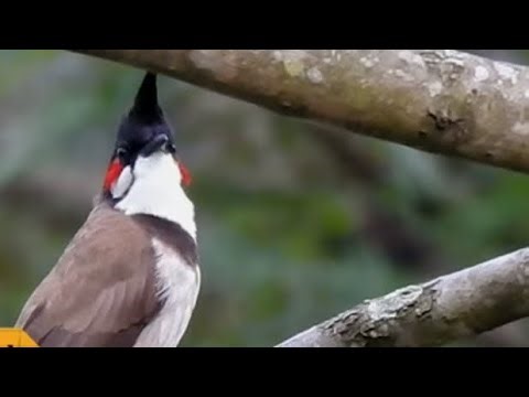 white ear bulbul sound Shorts