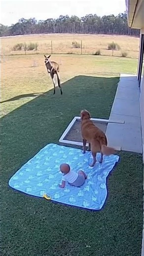 Dog Defends Baby as Kangaroo Approaches — Daytime CCTV