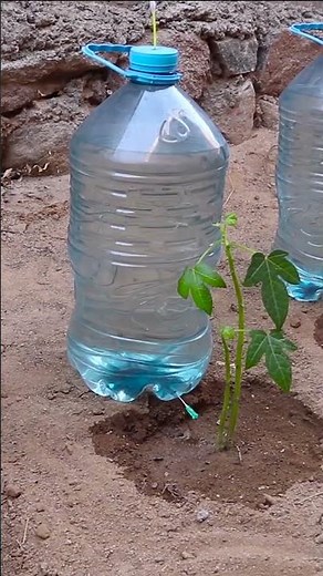 how to make home made drip irrigation system #dripirrigationsystem #irrigationmethod ♻️