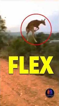 Antelope Don’t Panic — They Flex #antelopes #animals #shorts