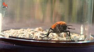 Ouch.. this one was painful! Watch as Coyote gets stung by a velvet ant! | Coyote Peterson
